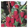 5 Everbearing Red Raspberry Plants (5 Lrg 2yr Bare Root Canes) Zone 38