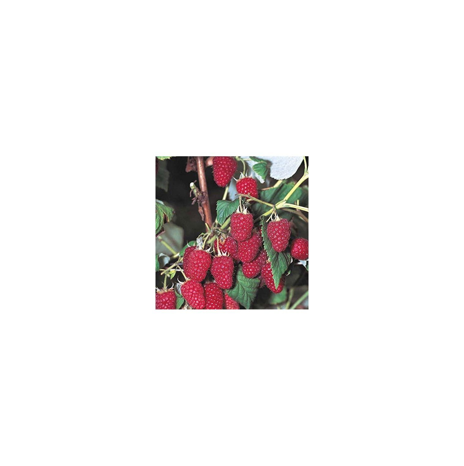 5 Everbearing Red Raspberry Plants (5 Lrg 2yr Bare Root Canes) Zone 38