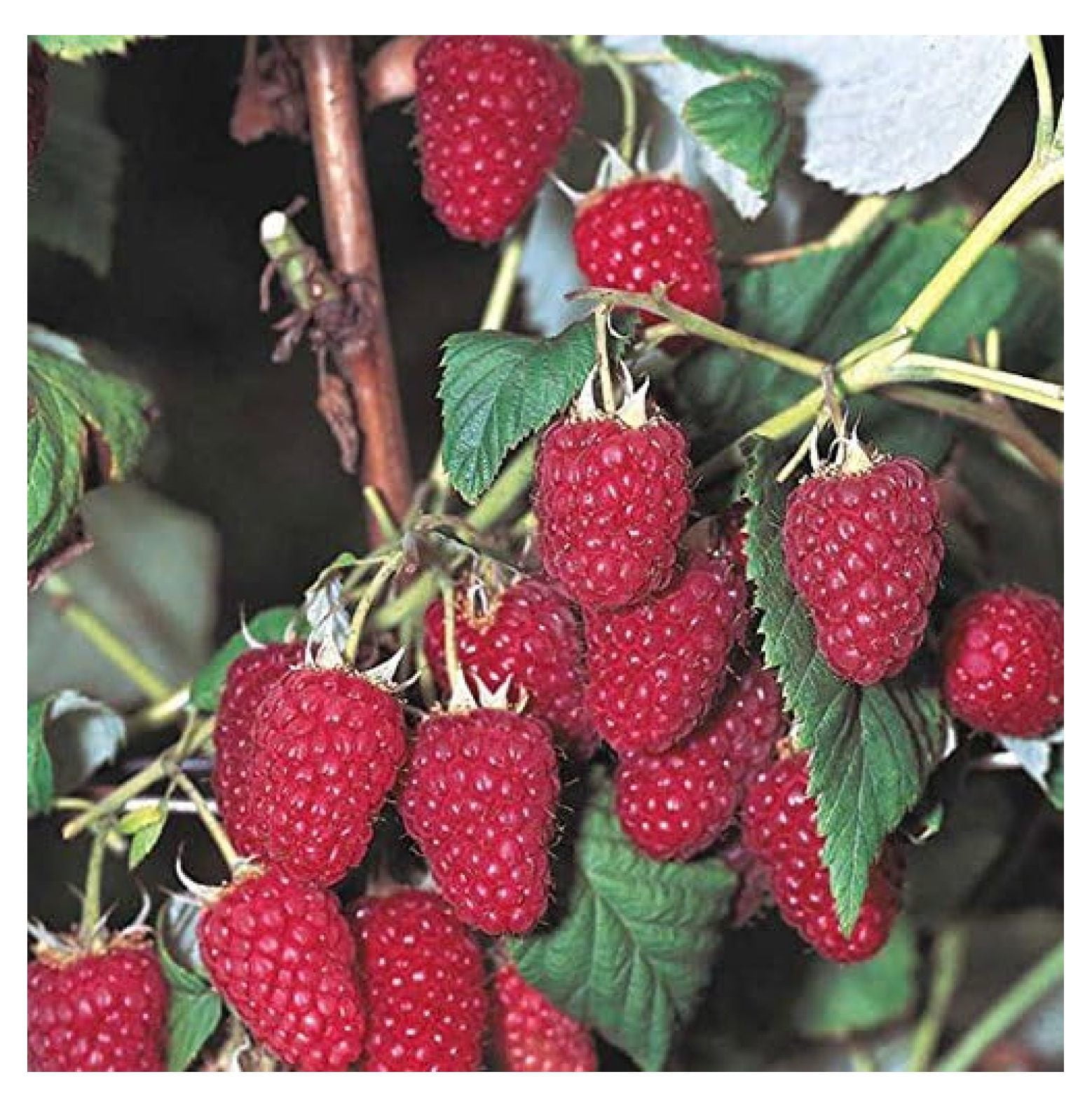 5 Everbearing Red Raspberry Plants (5 Lrg 2yr Bare Root Canes) Zone 38