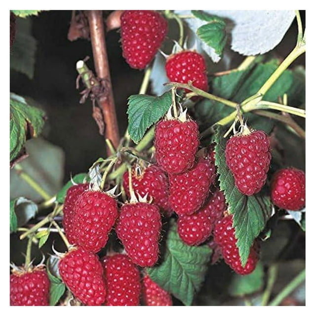 5 Everbearing Red Raspberry Plants (5 Lrg 2yr Bare Root Canes) Zone 38