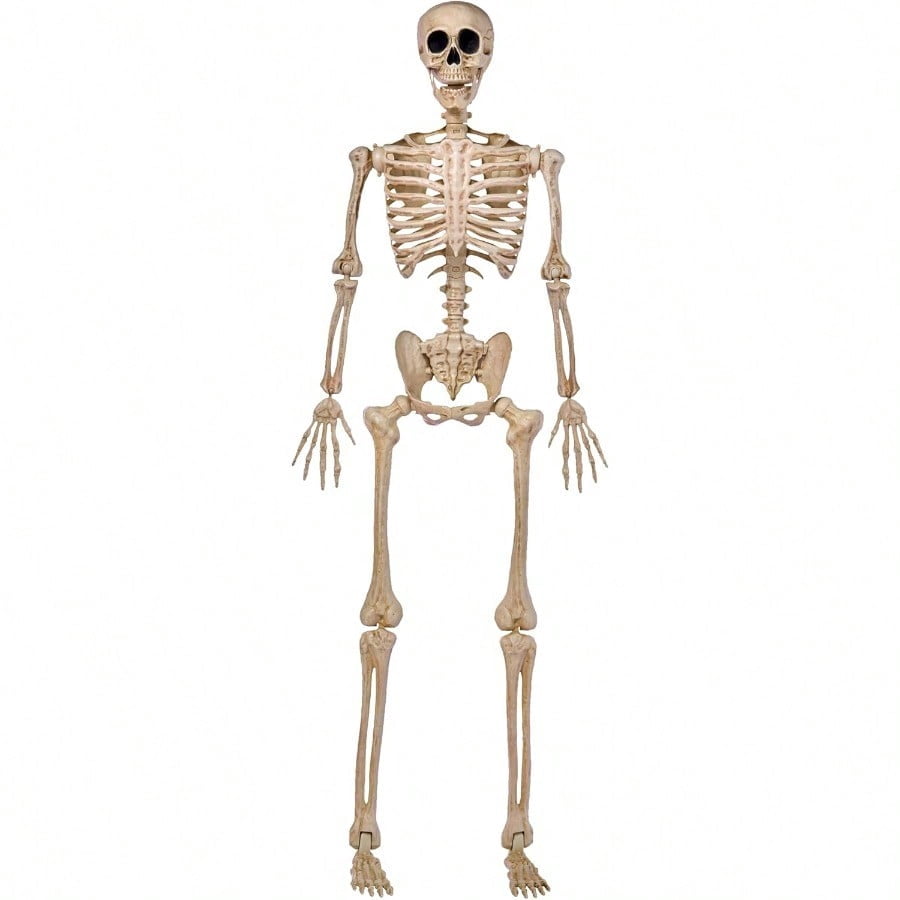 5 FT Halloween Skeleton Life Size Stayable Posable Skeleton Decor Full ...