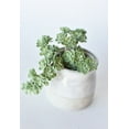thumbnail image 1 of 5" Faux Green Sedum Succulent Pick, 1 of 3