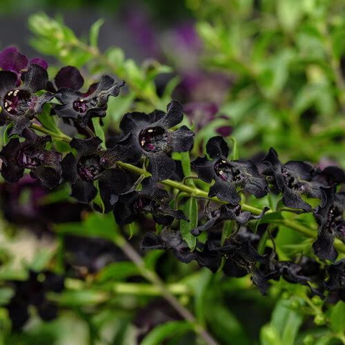 200 Black Snapdragon Seeds Flower Perennial Flowers Seed US SELLER 1424