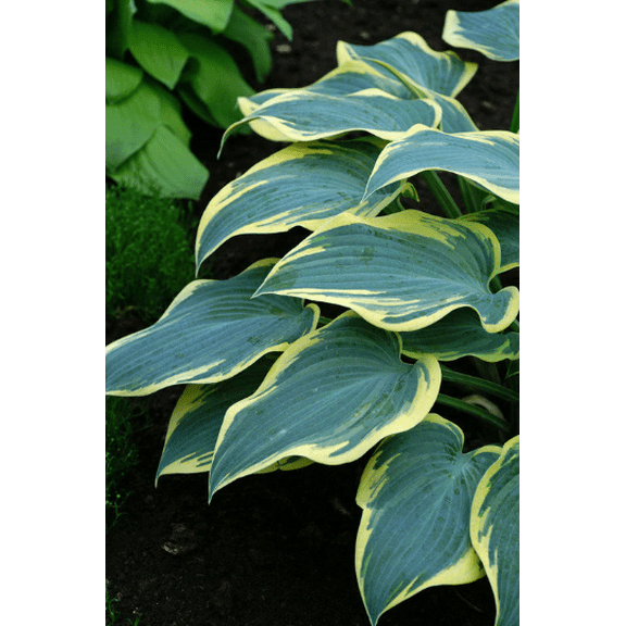 5 First Frost Hosta Bareroot Plants
