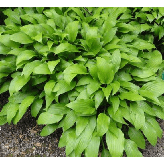 5 Frances Williams Hosta Bareroot