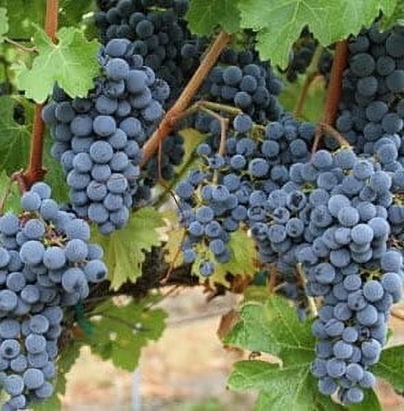 5 Fredonia Grape Vines, Bareroot