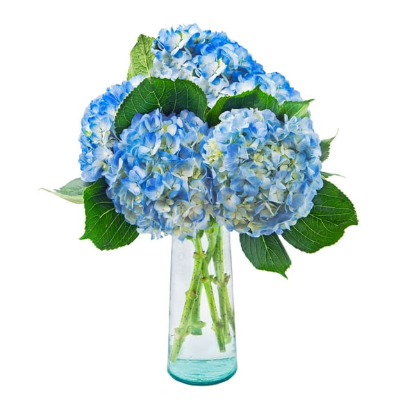5 Fresh-Cut Blue Hydrangea by Arabella Bouquets with a Free, Hand-Blown Glass Vase (Fresh-Cut Flowers)