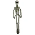 thumbnail image 1 of 5 Ft 60" Glow In The Dark Paper Cutout Jointed Skeleton Halloween Haunted House, 1 of 1
