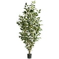 thumbnail image 1 of 5 Ft. Potted Ficus Tree, 1 of 6