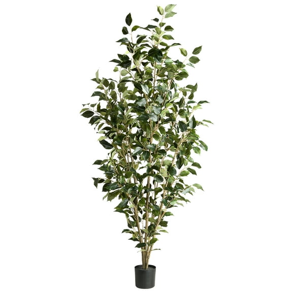 5 Ft. Potted Ficus Tree
