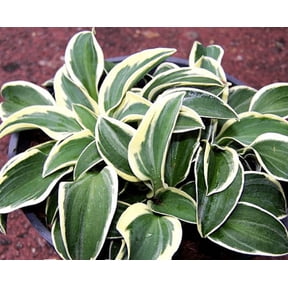5 Funny Mouse Hostas in Pots