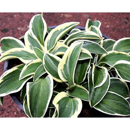 5 Funny Mouse Hostas in Pots