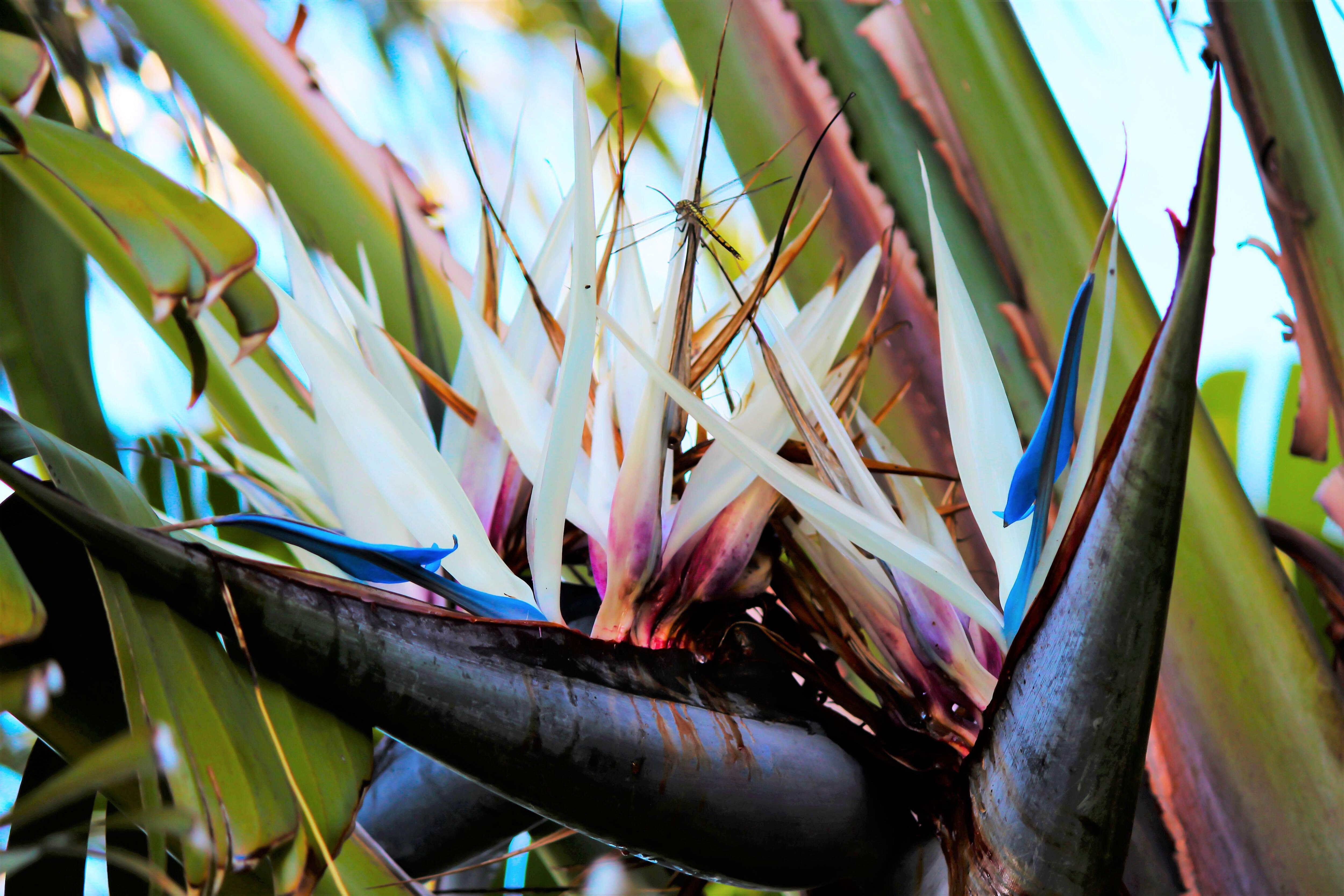 5 Giant Bird of Paradise Tree Seeds, Strelitzia Nicolai, Wild Banana, White  Crane, Blue Purple Flower Houseplant - Walmart.com