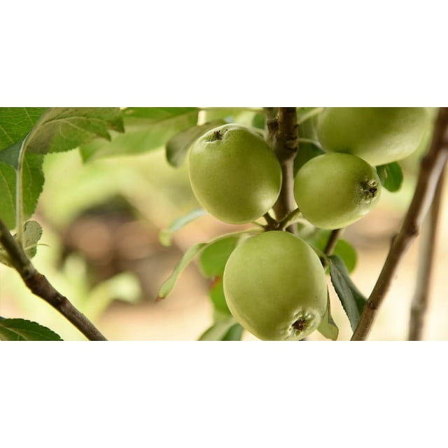 5 Gal. Dorsett Apple Tree Juicy Sweet Fresh Apples Low Chill Hours
