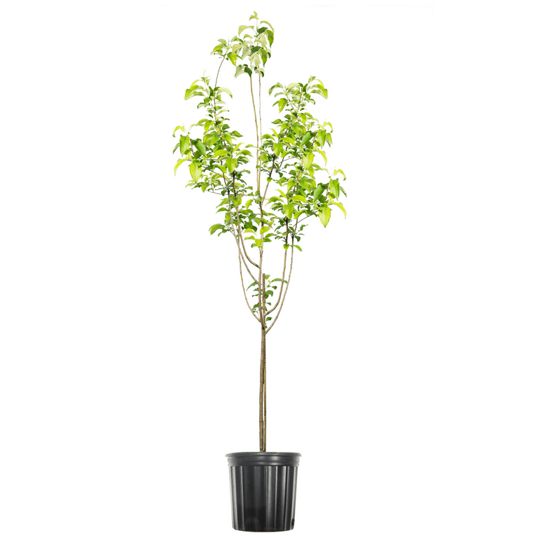 Granny Smith Apple Tree