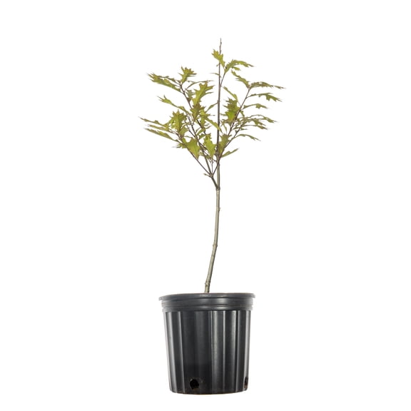 5 Gal. Nuttall Oak - Fast Growing Shade Tree - Showy Fall Colors