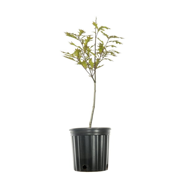 5 Gal. Nuttall Oak - Fast Growing Shade Tree - Showy Fall Colors