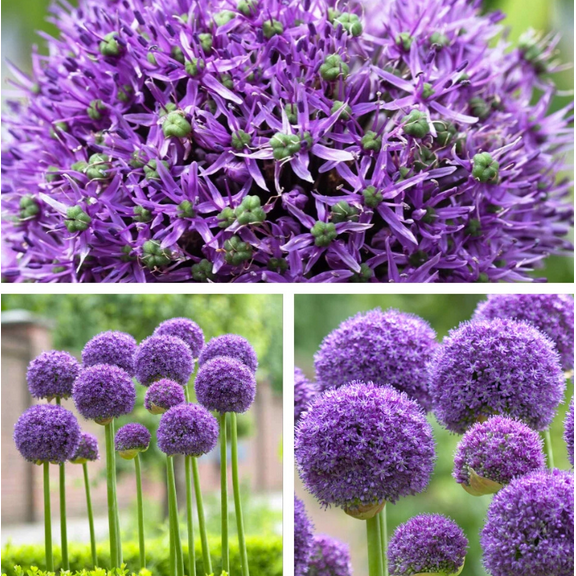 5 Giant Allium Bulbs for Planting,   Gladiator Allium Bulbs Purple Allium Flowers Tubers