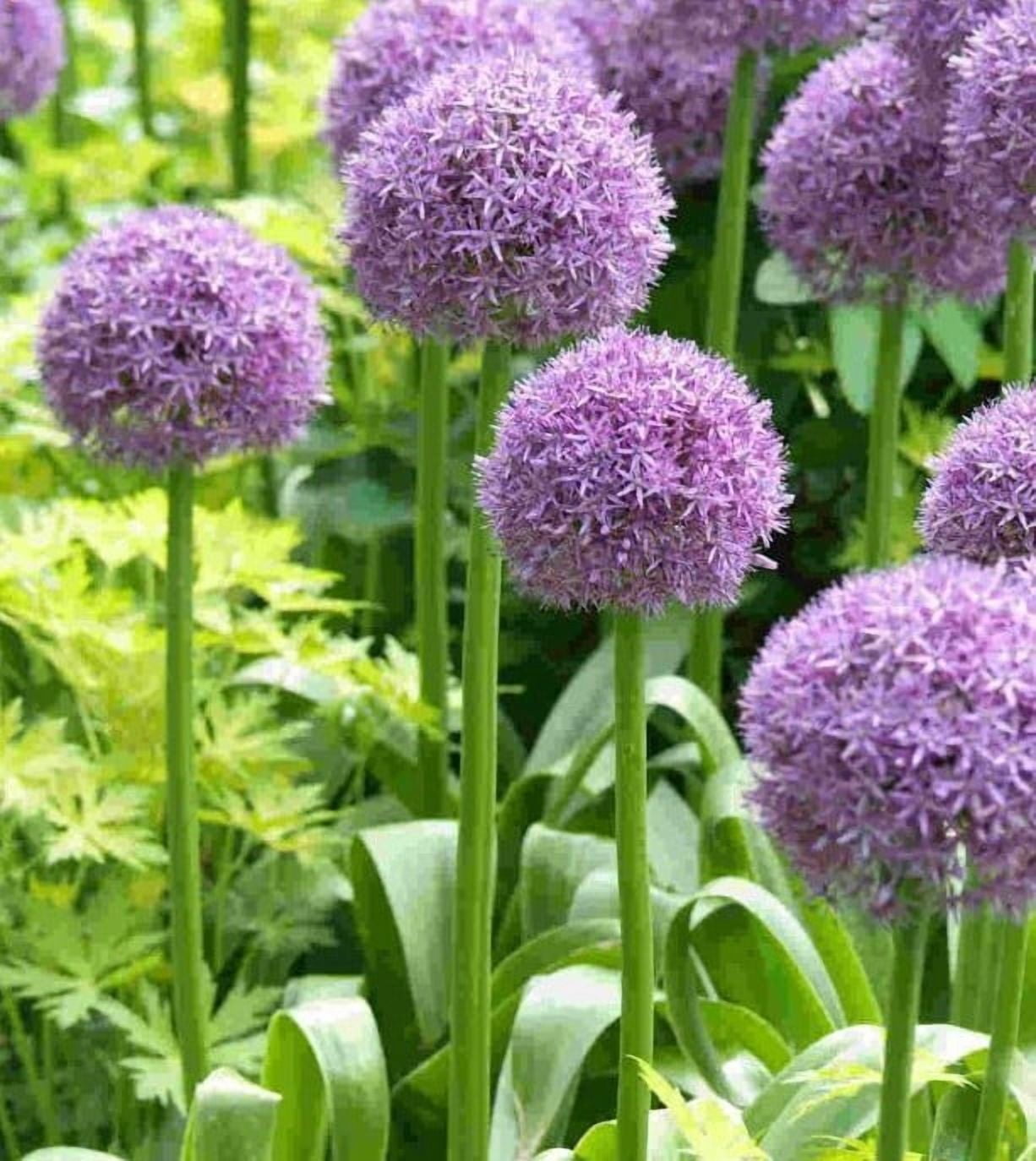 5 Giant Allium Bulbs for Planting, Gladiator Allium , Ornamental Onion Plant, Giant Globe Blooms, Fall Flowering, Purple Flower Plant Easy Grow