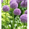 thumbnail image 1 of 5 Giant Allium Bulbs for Planting, Gladiator Allium , Ornamental Onion Plant, Giant Globe Blooms, Fall Flowering, Purple Flower Plant Easy Grow, 1 of 5
