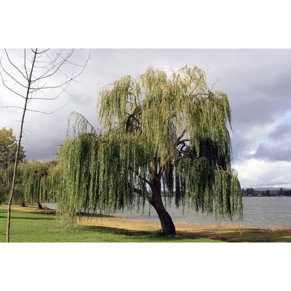 5 Gold Willow Seeds Ornamental Landscape Willow Tree Fast Growing Perennial Garden Tree