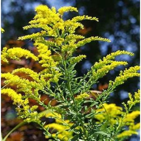 Goldenrod Live Plant in 3.25" Growers Pot (5 Count)