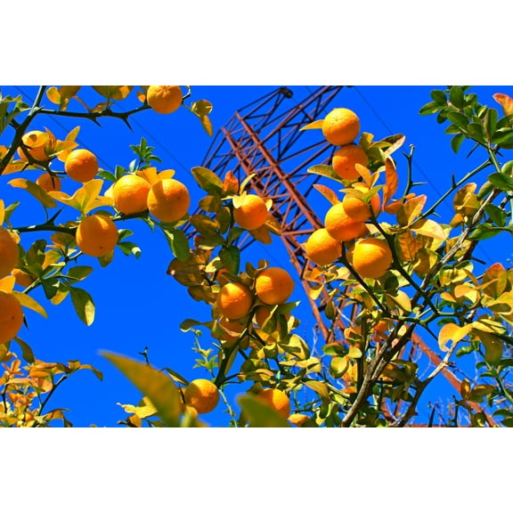 5 HARDY ORANGE TREE Trifoliate Citrus Trifoliata Poncirus Fruit White Flower Seeds