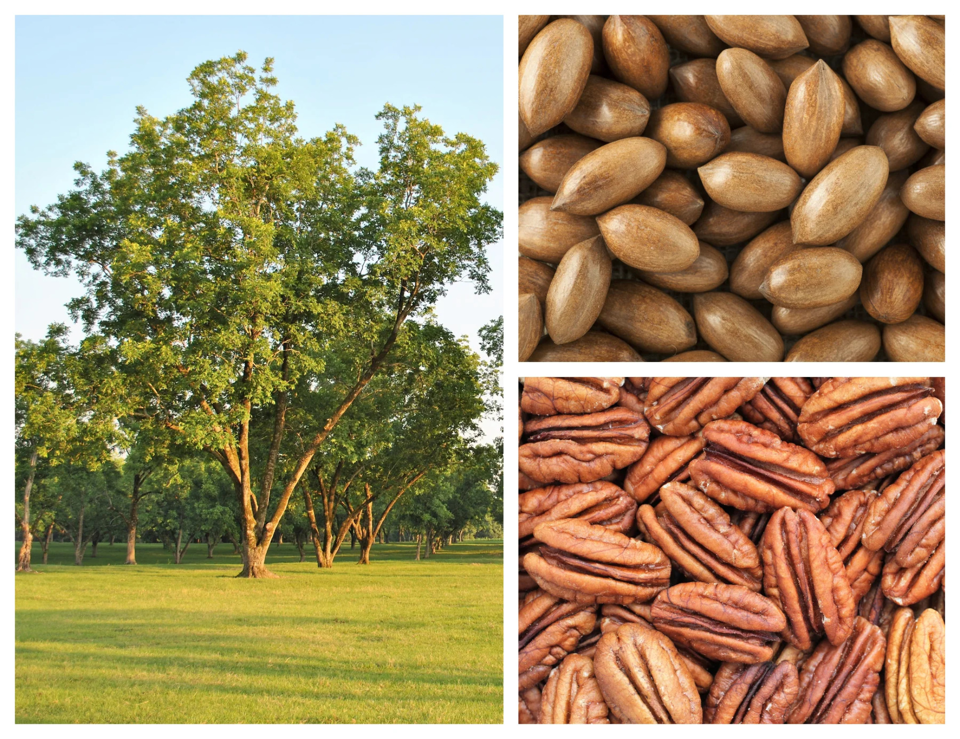 5 HARDY PECAN Tree Carya Illinoinensis King Nut Native Fruit Tree Seeds - image 1 of 13