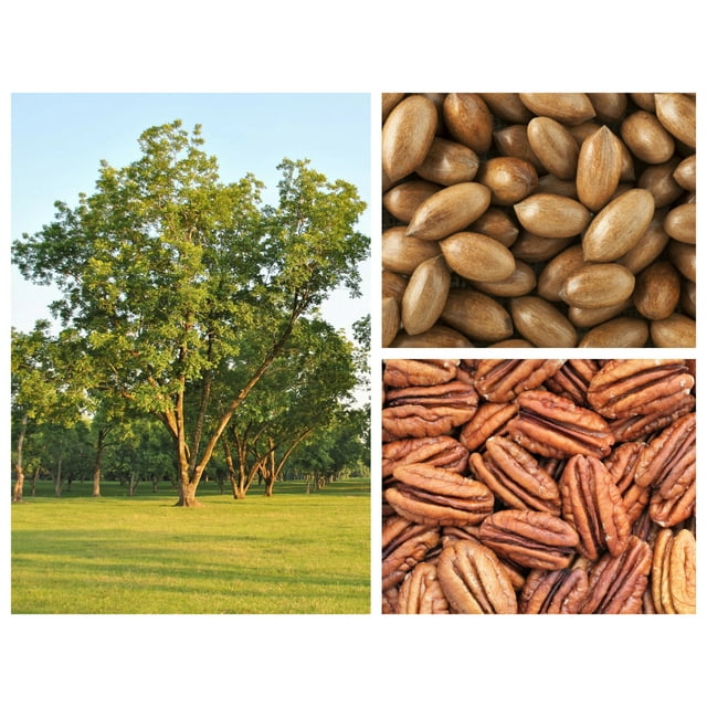 5 HARDY PECAN Tree Carya Illinoinensis King Nut Native Fruit Tree Seeds