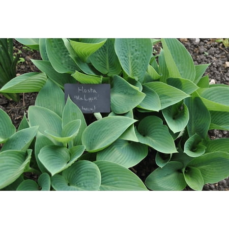 5 Halcyon Hosta Bareroot Plant