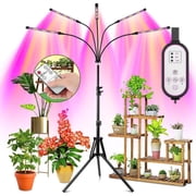 anthurium albovirescens Philodendron albovirescens – Carnivero main image 1