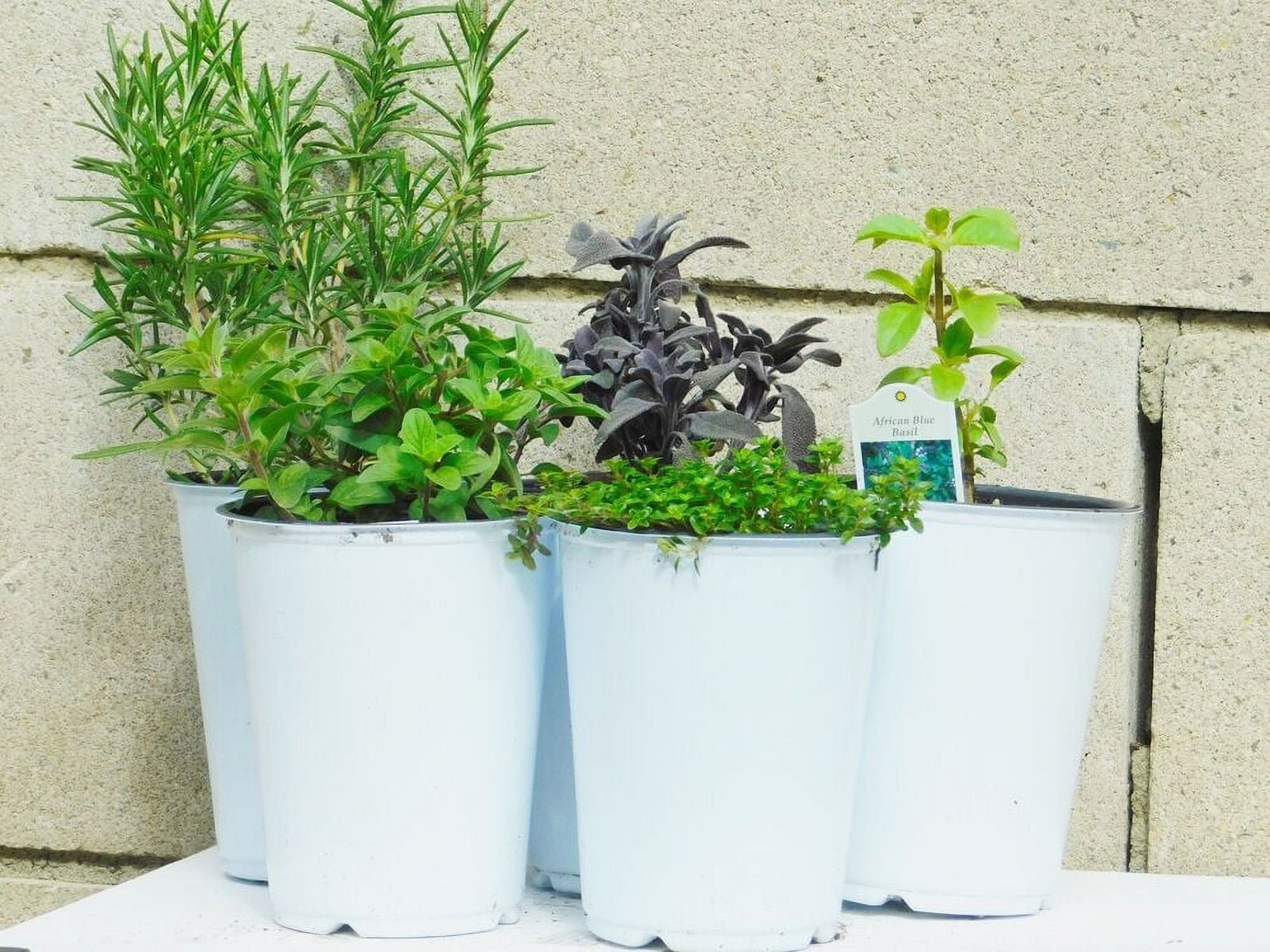 5 Herb Plants Kitchen Essentials Variety Pack Best herbs for