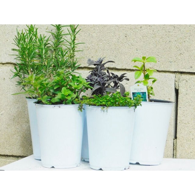 5 Herb Plants Kitchen Essentials Variety Pack Best herbs for