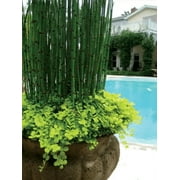 5 Horsetail Grass in a 4 inch containers