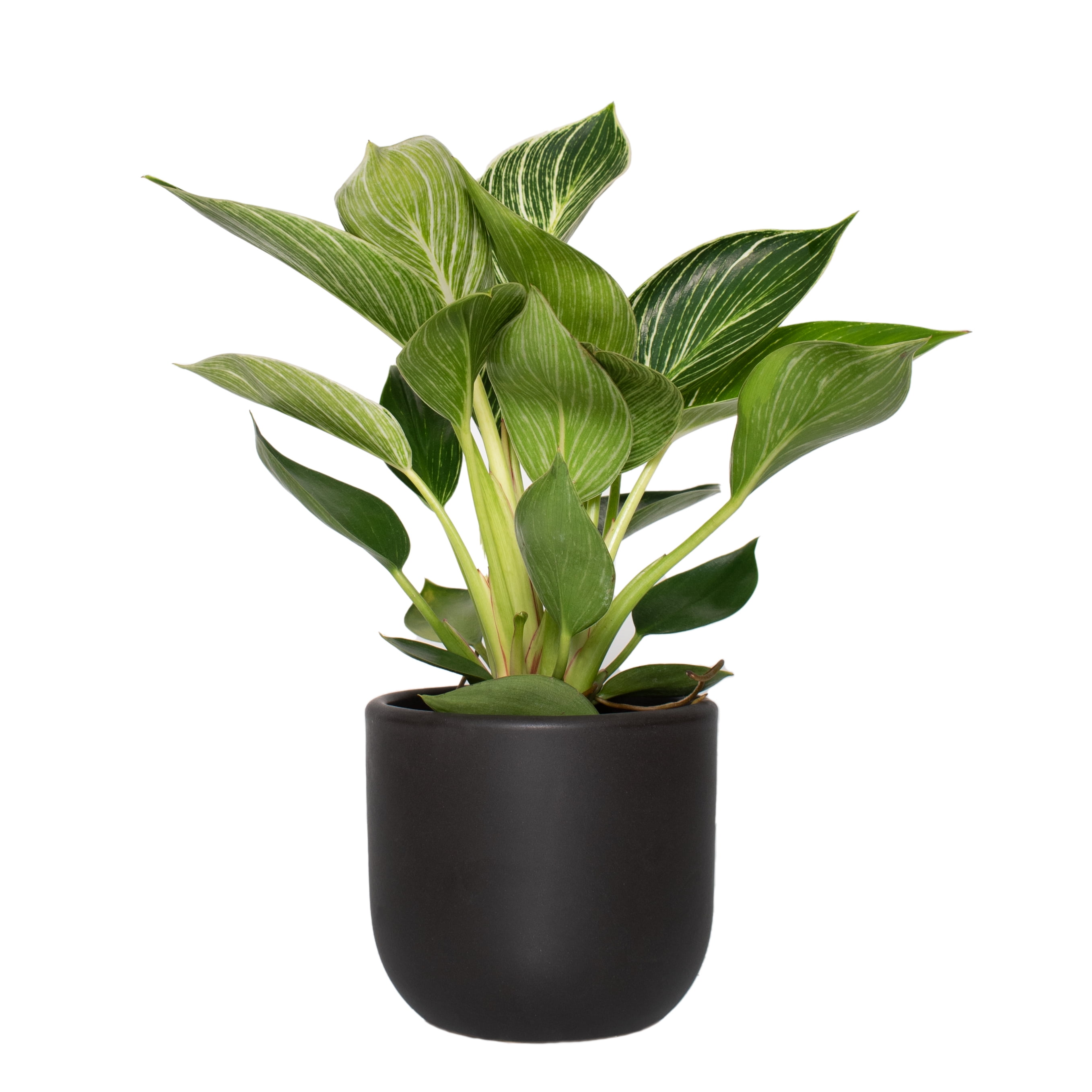 5 In. Black Bowl Planter with a 4" Philodendron Birkin Plant 1 Piece