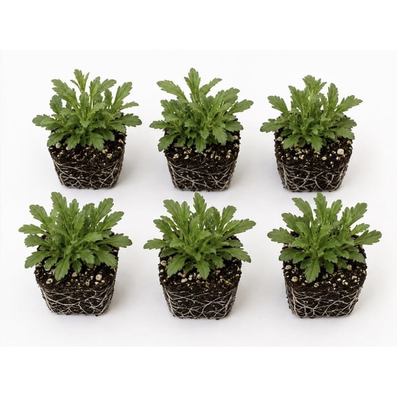 5 Inches Tall White Montauk Daisy Live Plants in Plugs, 6 Count, Ready-to-Plant, Garden Ready, Transplants