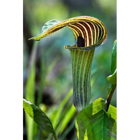 5 JACK IN THE PULPIT Arisaema Triphyllum Native Shade Flower Seeds