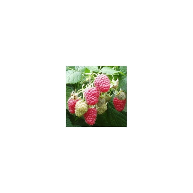 5 Joan J Raspberry PlantsHighYielding, Thornless (5 Lrg 2 Yr Bare