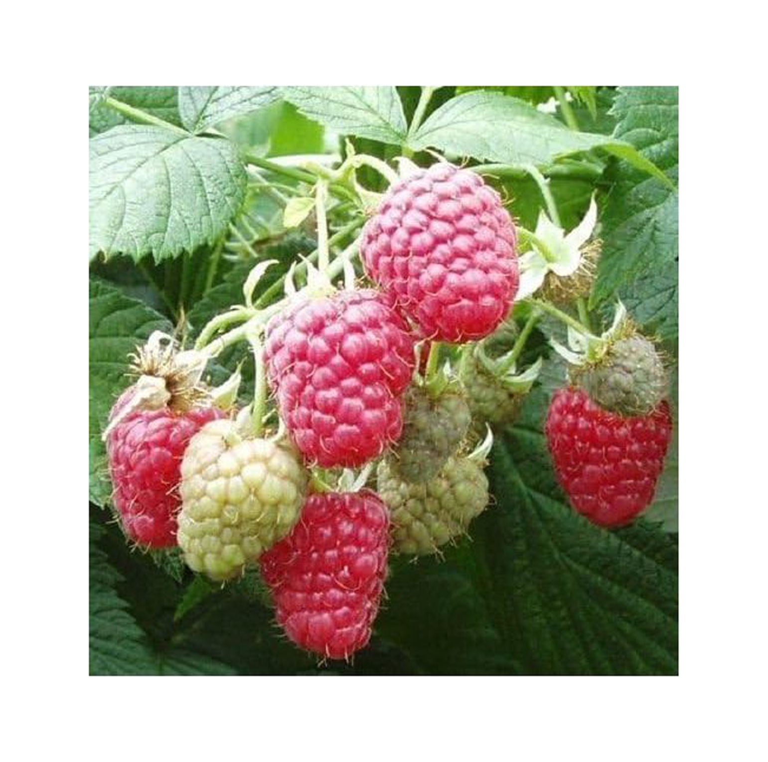 5 Joan J Raspberry PlantsHighYielding, Thornless (5 Lrg 2 Yr Bare