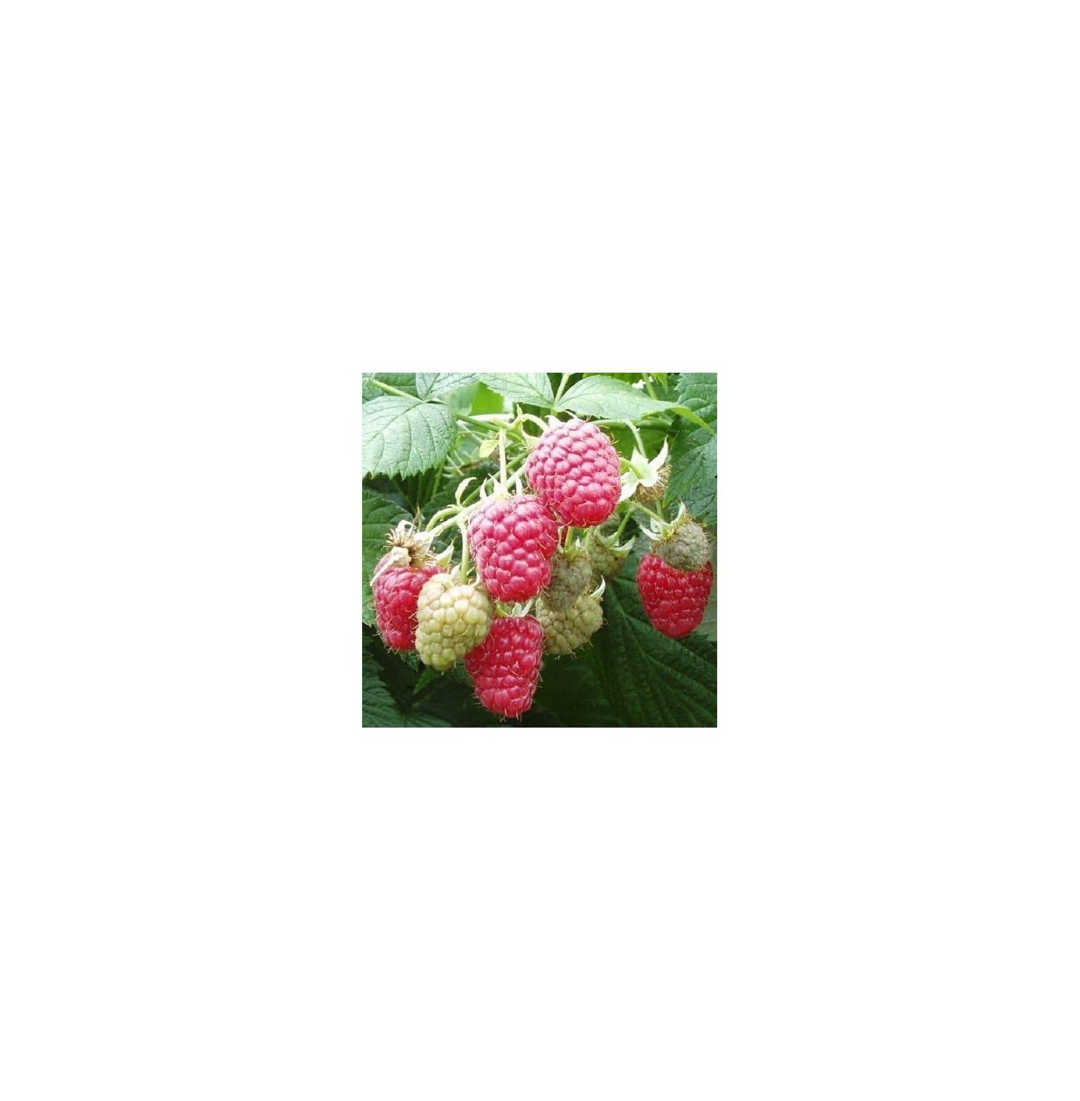 5 Joan J Raspberry PlantsHighYielding, Thornless (5 Lrg 2 Yr Bare