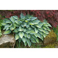 thumbnail image 1 of 5 June Hosta Bareroot Plants, 1 of 4
