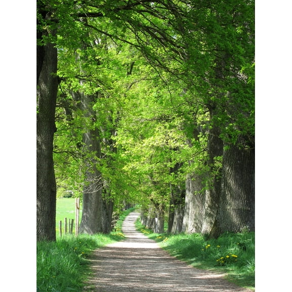 5 LAUREL OAK TREE Quercus Hemisphaerica Native aka Darlington Coastal & Sand Laurel Oak Seeds