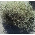 5 LB Box Of Spanish Moss Live Florida Halloween Decor