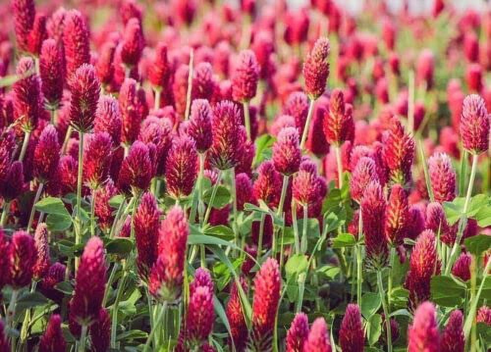 5 Lb Crimson Clover Seed - Excellent For Food Plots, Cover Crop, And 