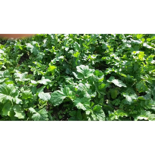 5 LBS DEER GREENS PURPLE TOP TURNIP DAIKON RADISH RAPE SEED DEER FOOD