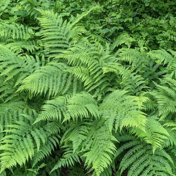 5 Lady Fern Rhizomes Plant, Fern Roots for Planting, Hardy Perennial Shade Garden Flowers