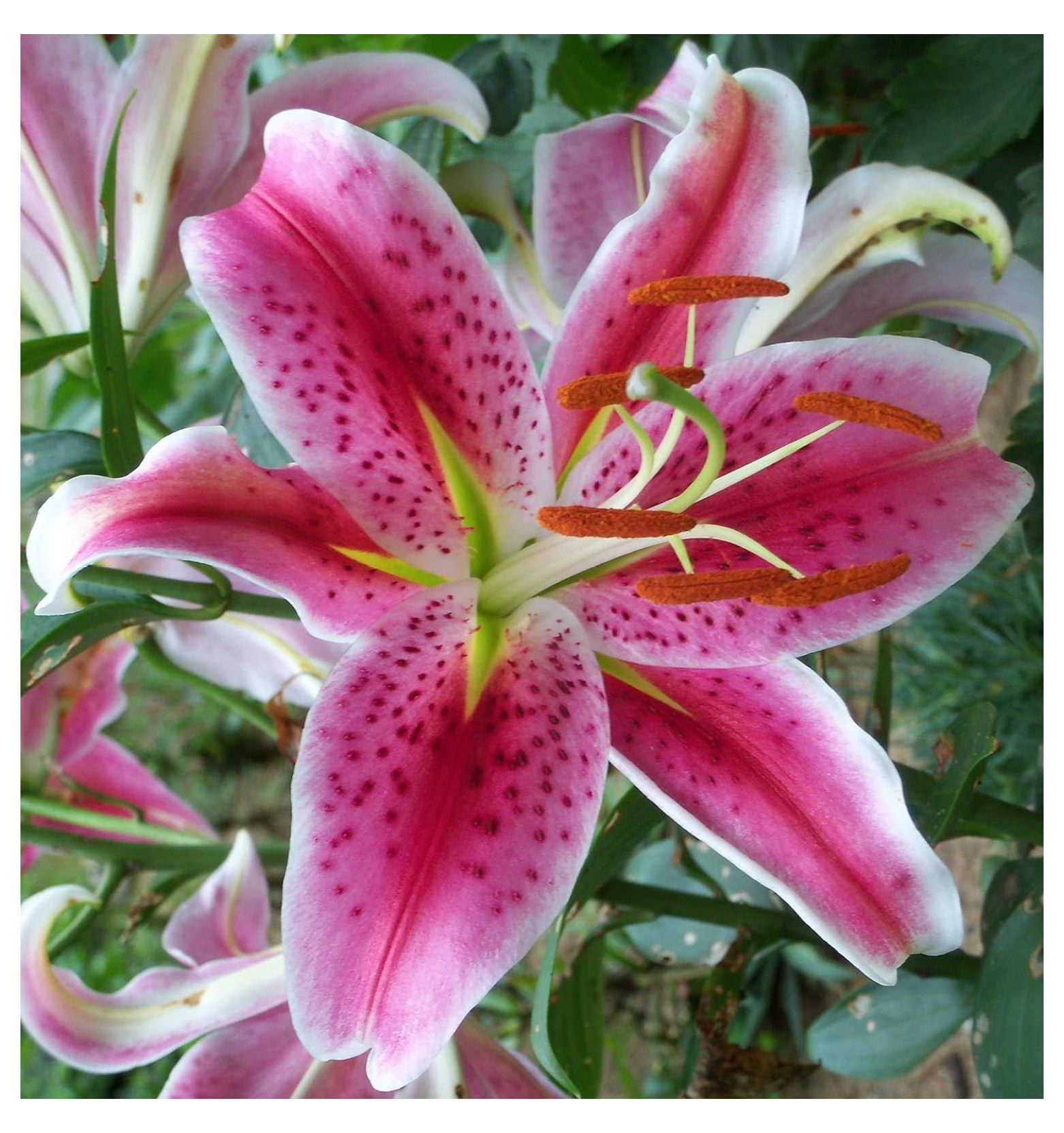 (5) Large Floweing Stargazer Lily Bulbs. Oriental Lily, Beautiful ...
