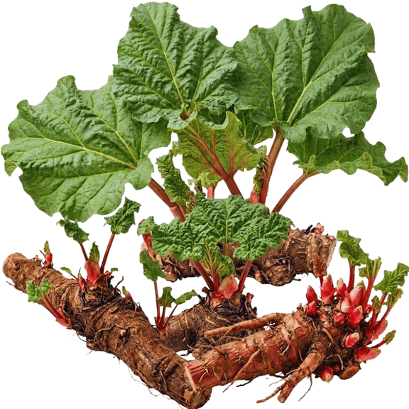 5 Large Rhubarb Plants Roots for Planting, Rhubarb Plants Live Roots for Planting, 3 to 5 Inc Tall, Backyard Gardens