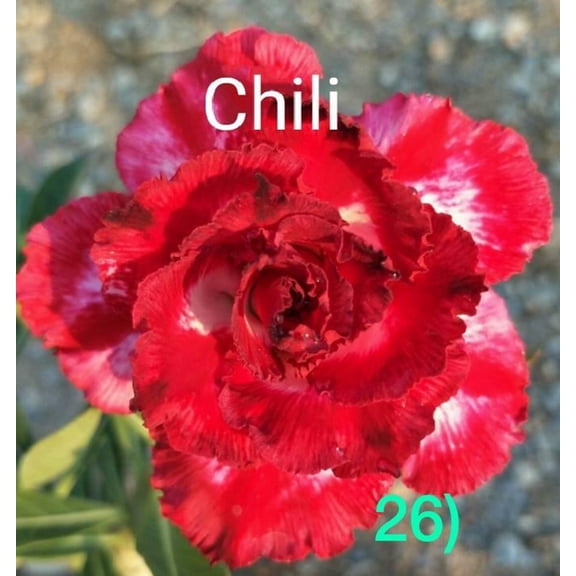 8 Chili Desert Rose Seeds Adenium Obesum Exotic Flowering Succulent Seeds Stunning Blooms & Hardy Perennial