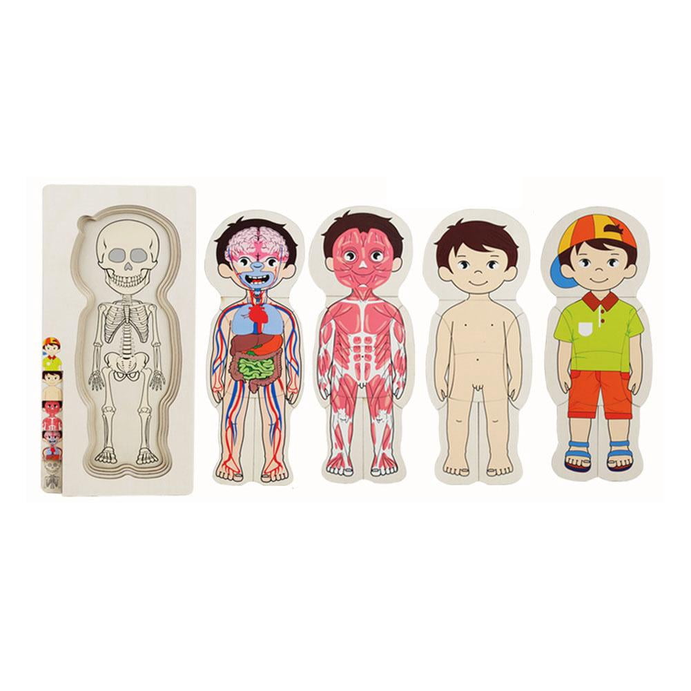 5-Layer Human Body Wooden Puzzle For Kids - Anatomy Learning Toy ...